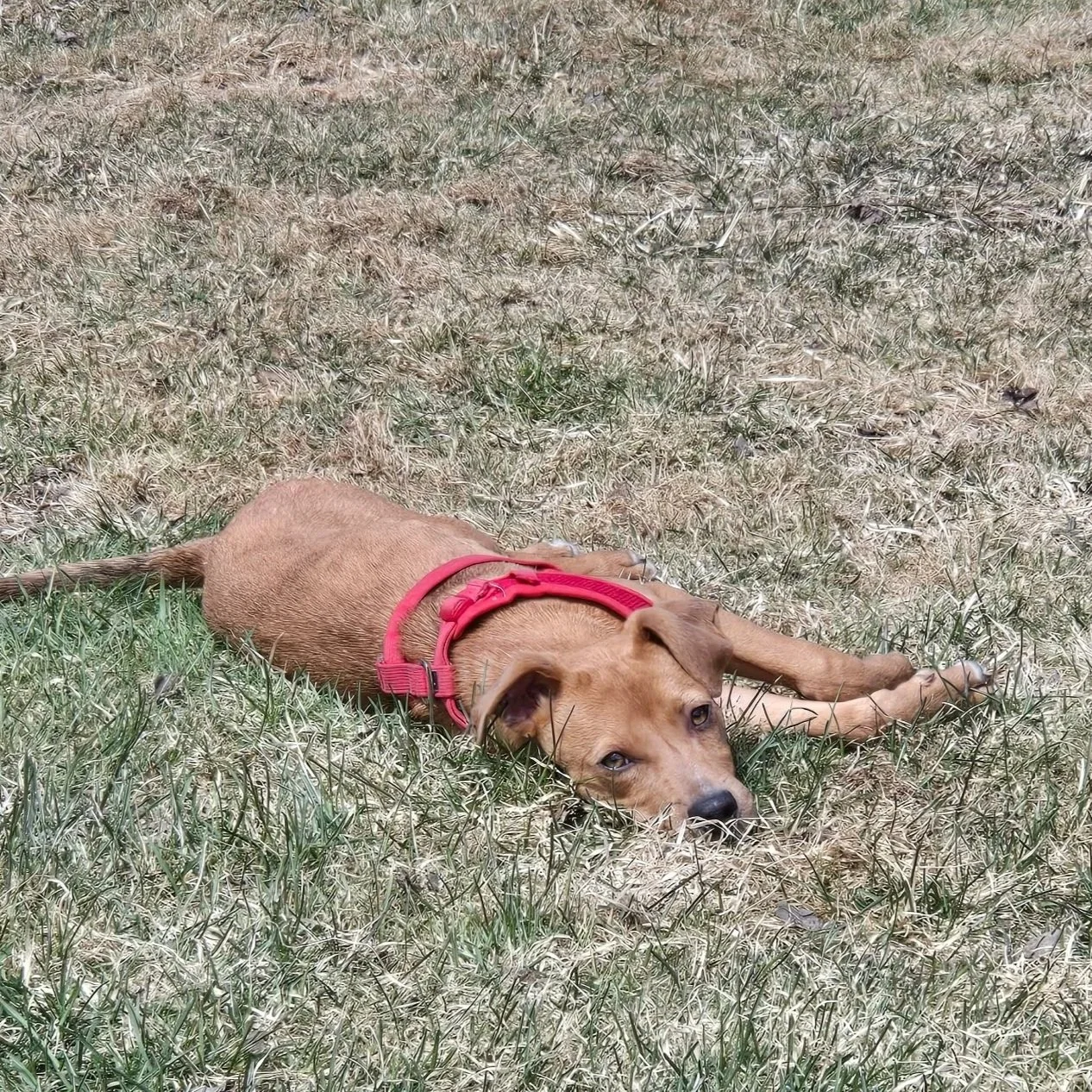 rusty1.jpg