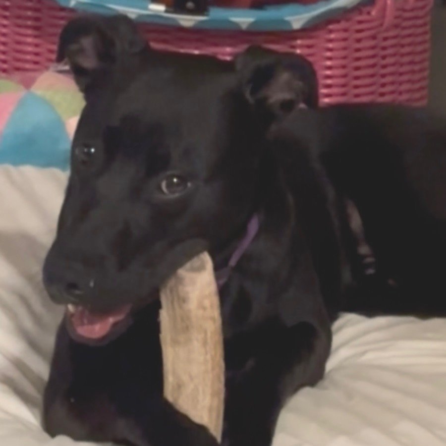 Otis1.jpg