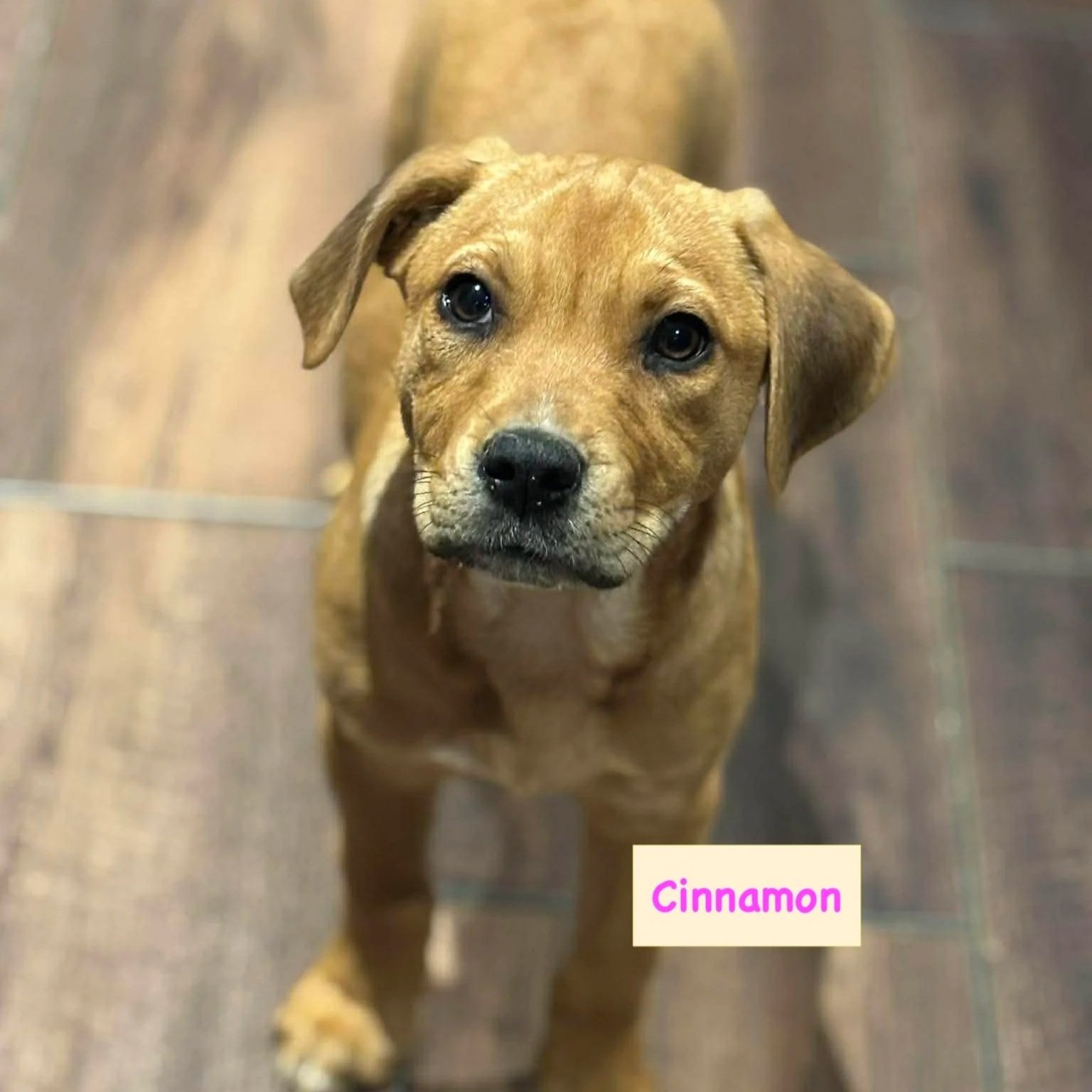 Cinnamon2 - Fern Puppies - Available to Meet in Vermont 3/14