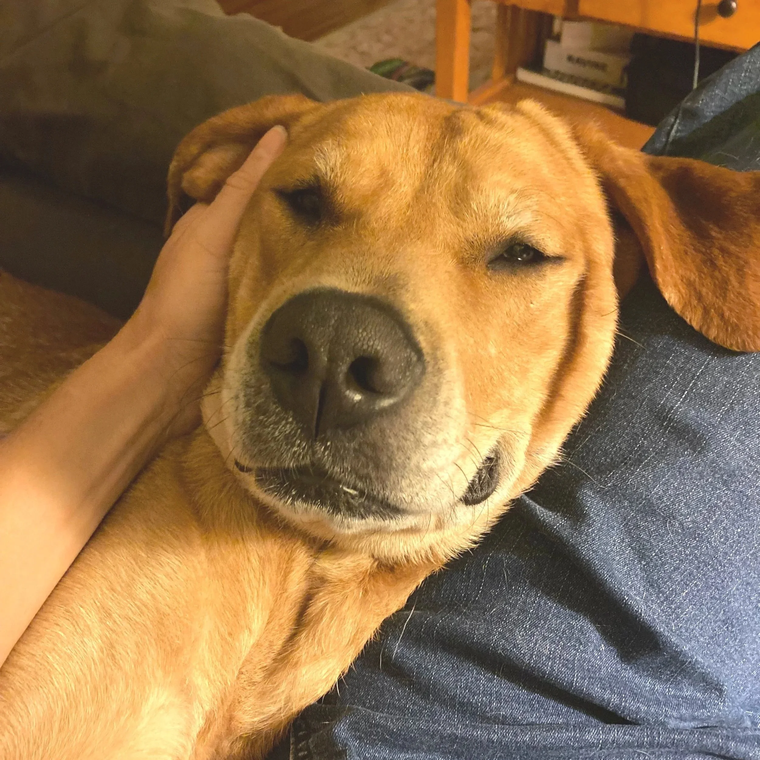 Lilly1.jpg