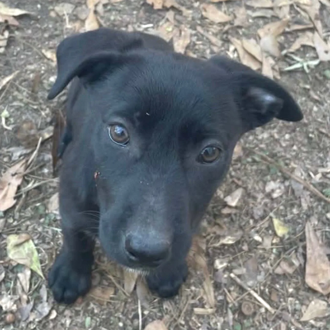 Jada - The J Puppies