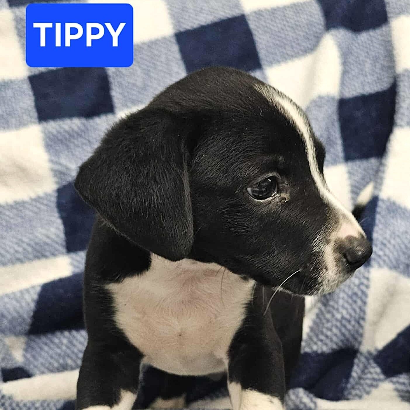 Tippy3.jpg