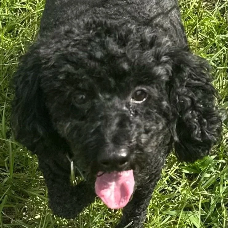 Bogie1.jpg
