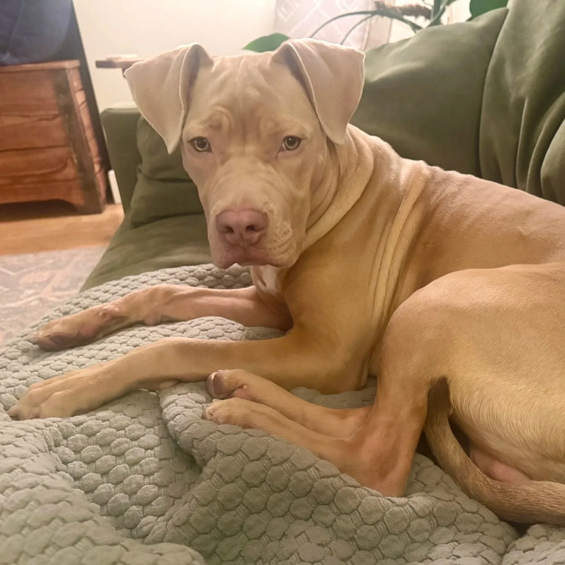 Stone - Available to Meet in Vermont - Adopted