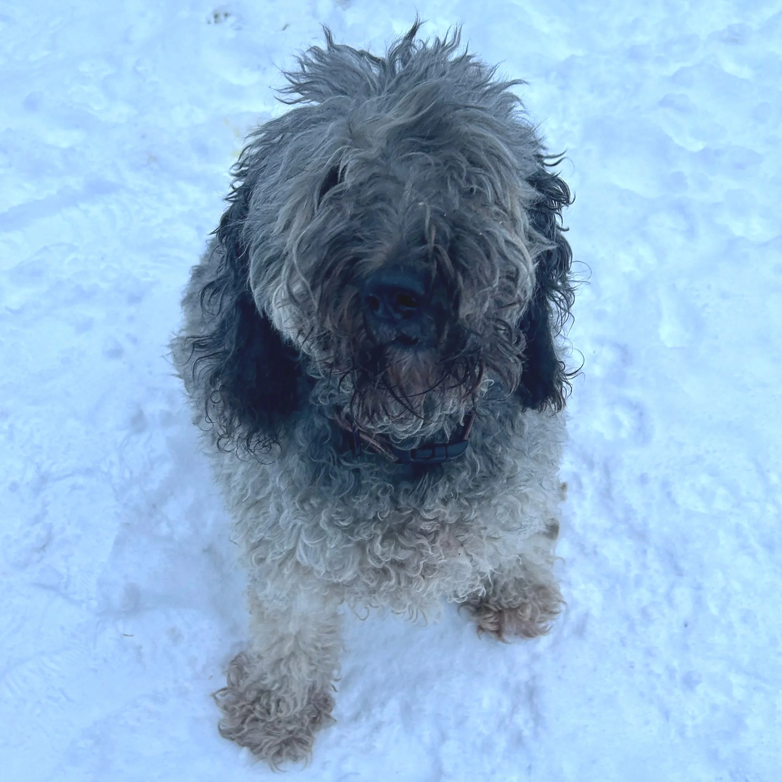 Harper - Available to Meet in Vermont