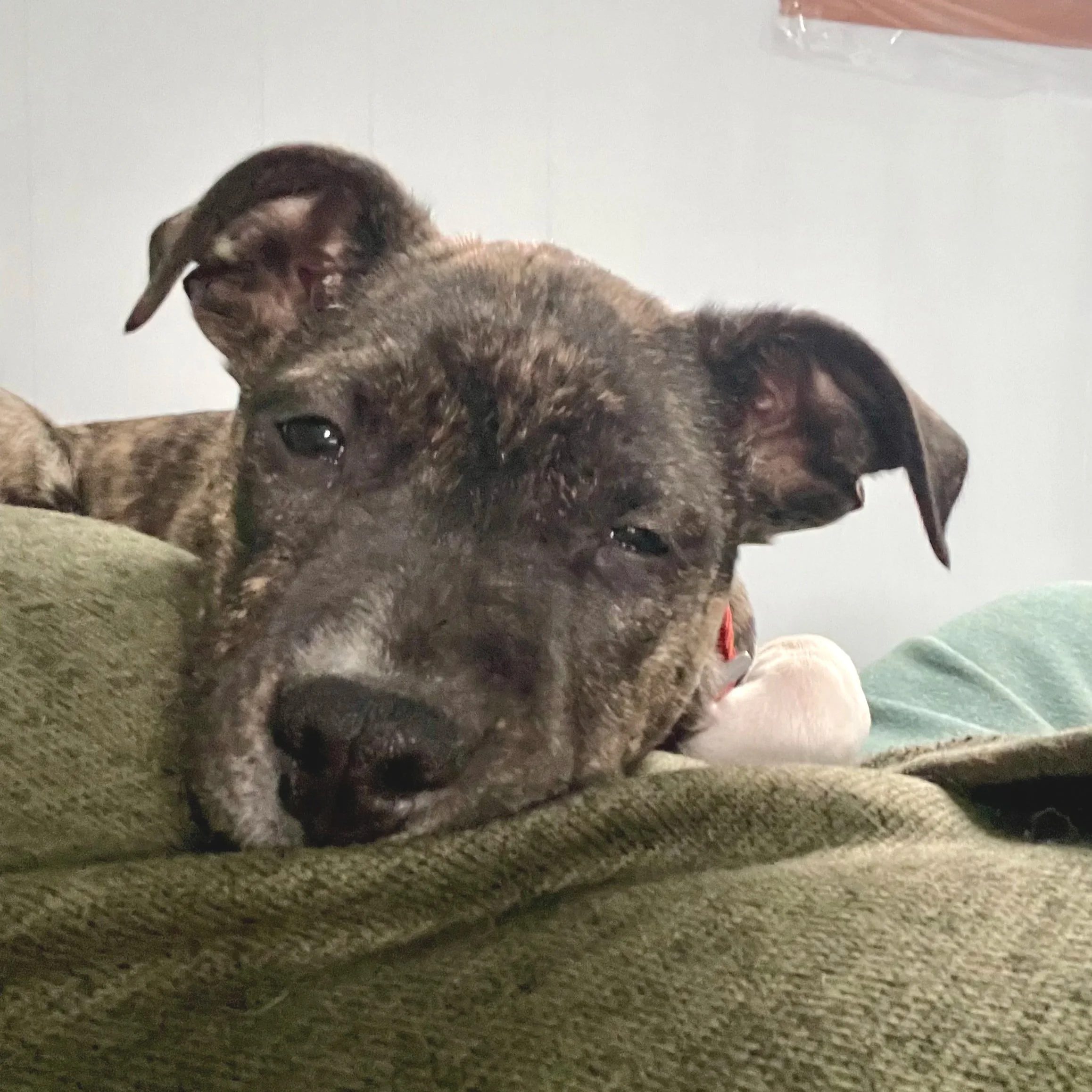 Silver Belle - The Bell Pups - Available to Meet in Vermont - Adopted