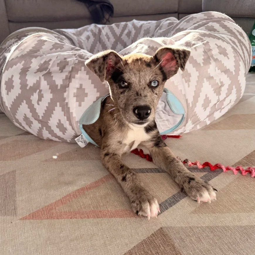 Galaxy - Available to Meet in Vermont - Adopted