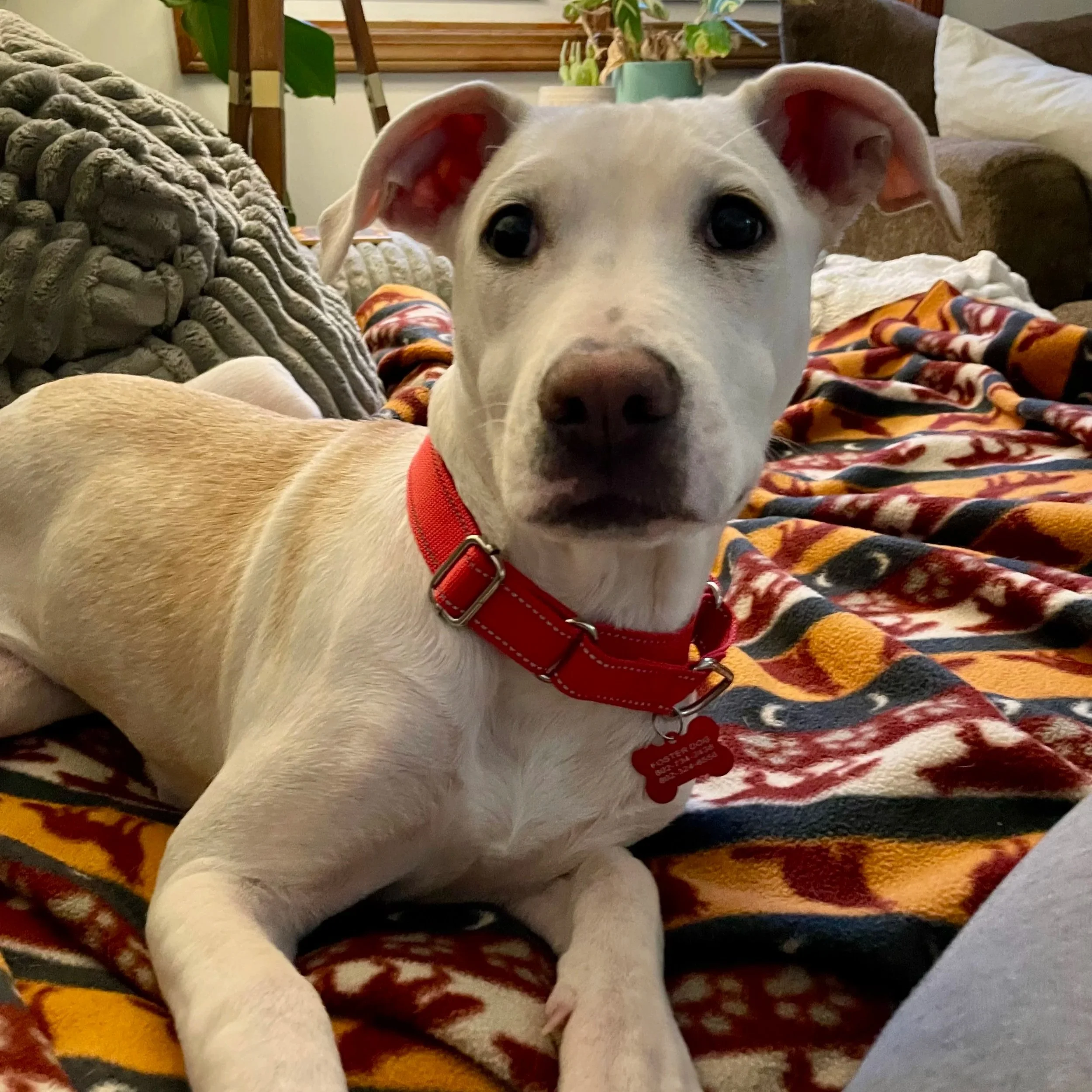 Nellie - Available to Meet in Vermont