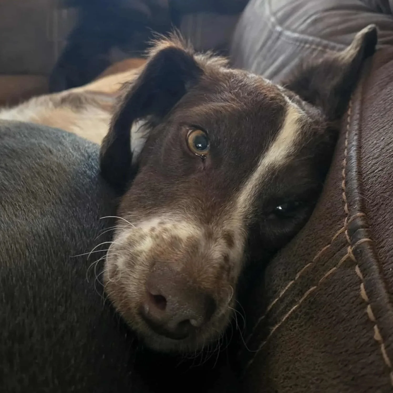 Bindi3.jpg
