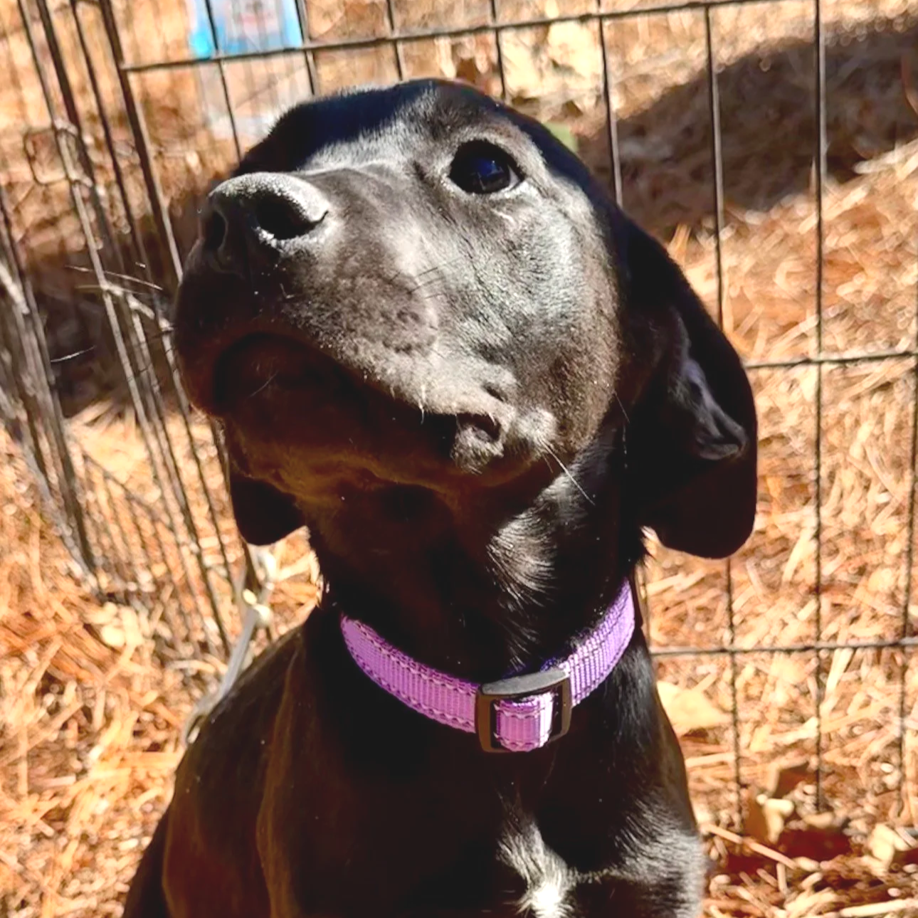 Lainey - The Lab Sisters