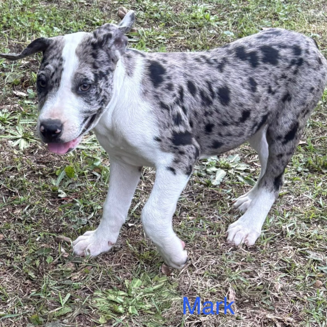 Mark - Dirty Dozen Litter - Adopted