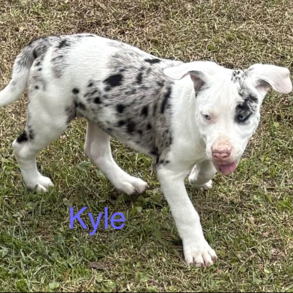 Kyle - Dirty Dozen Litter