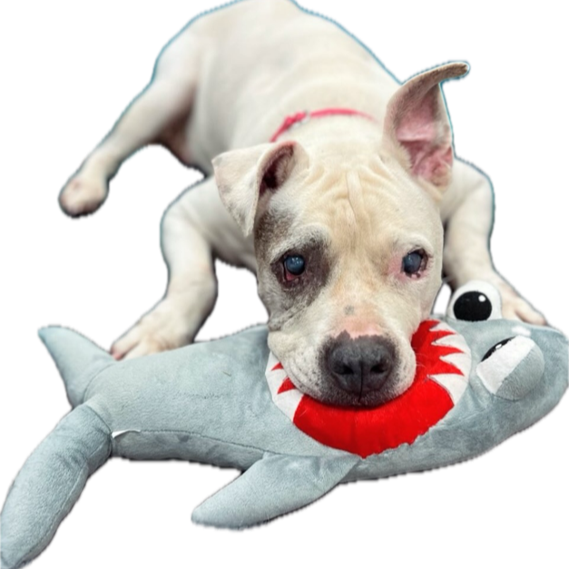 Ben+with+shark.png