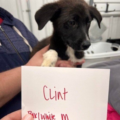Clint1.jpg