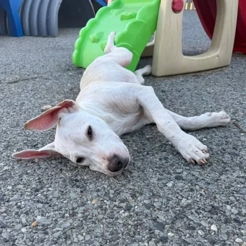 Nellie3.jpg