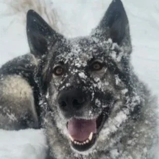 Rowan - Available to Meet in Vermont - Courtesy Post