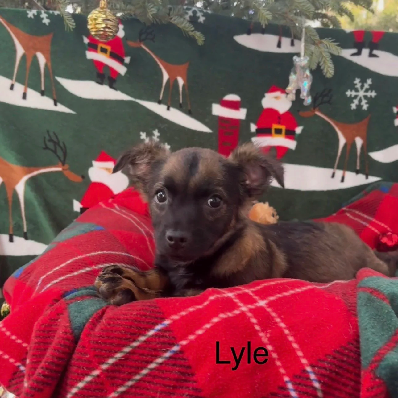 Lyle1.png
