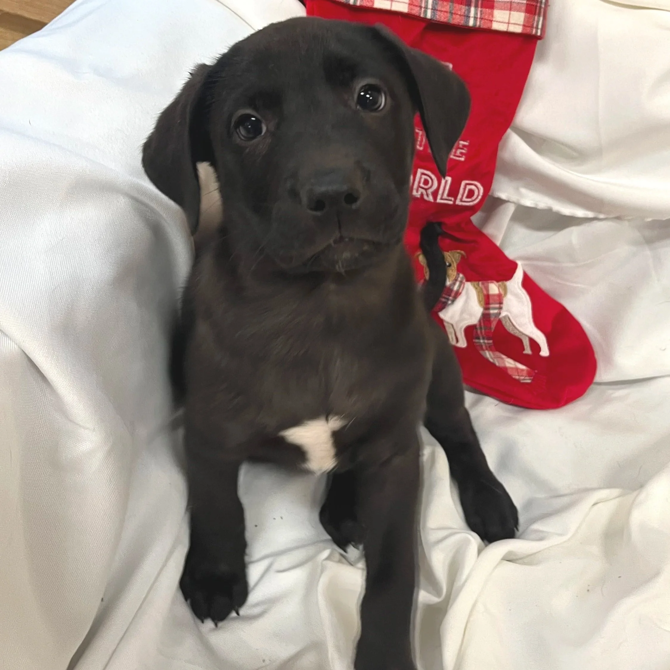 Shadow - The Licorice Litter - Adopted