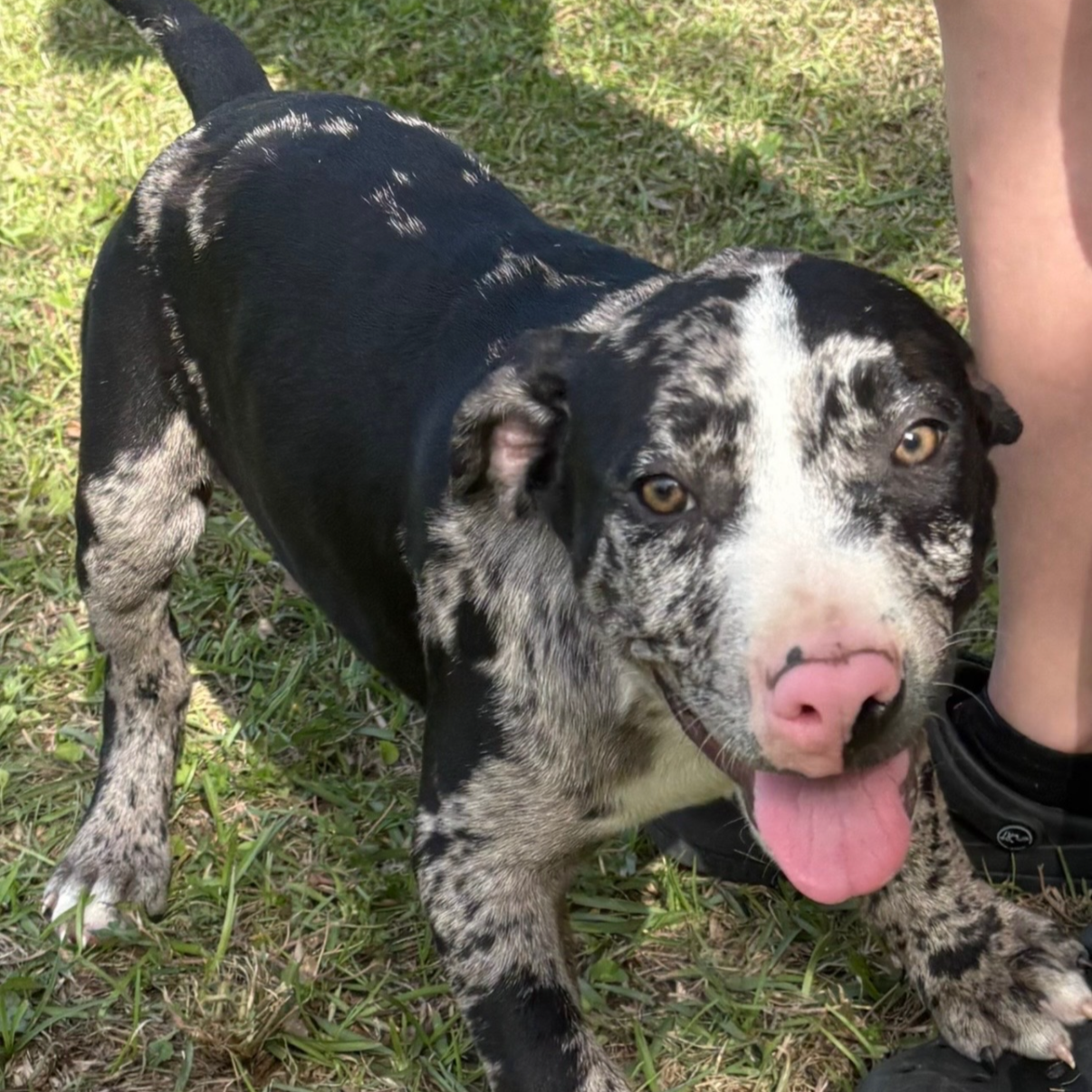 Jake - Dirty Dozen Litter