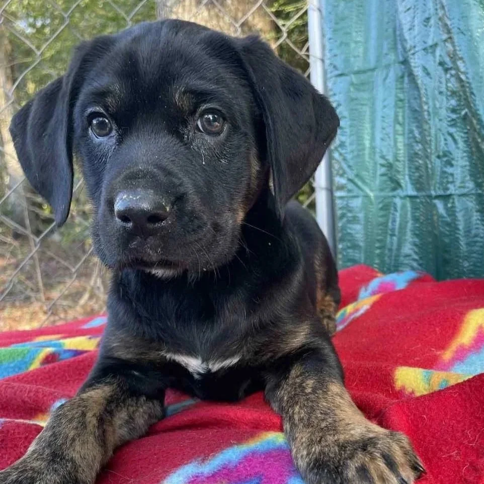 Silas - The Victorian 10