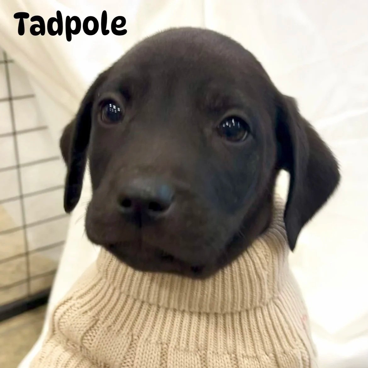 Tadpole1.jpg
