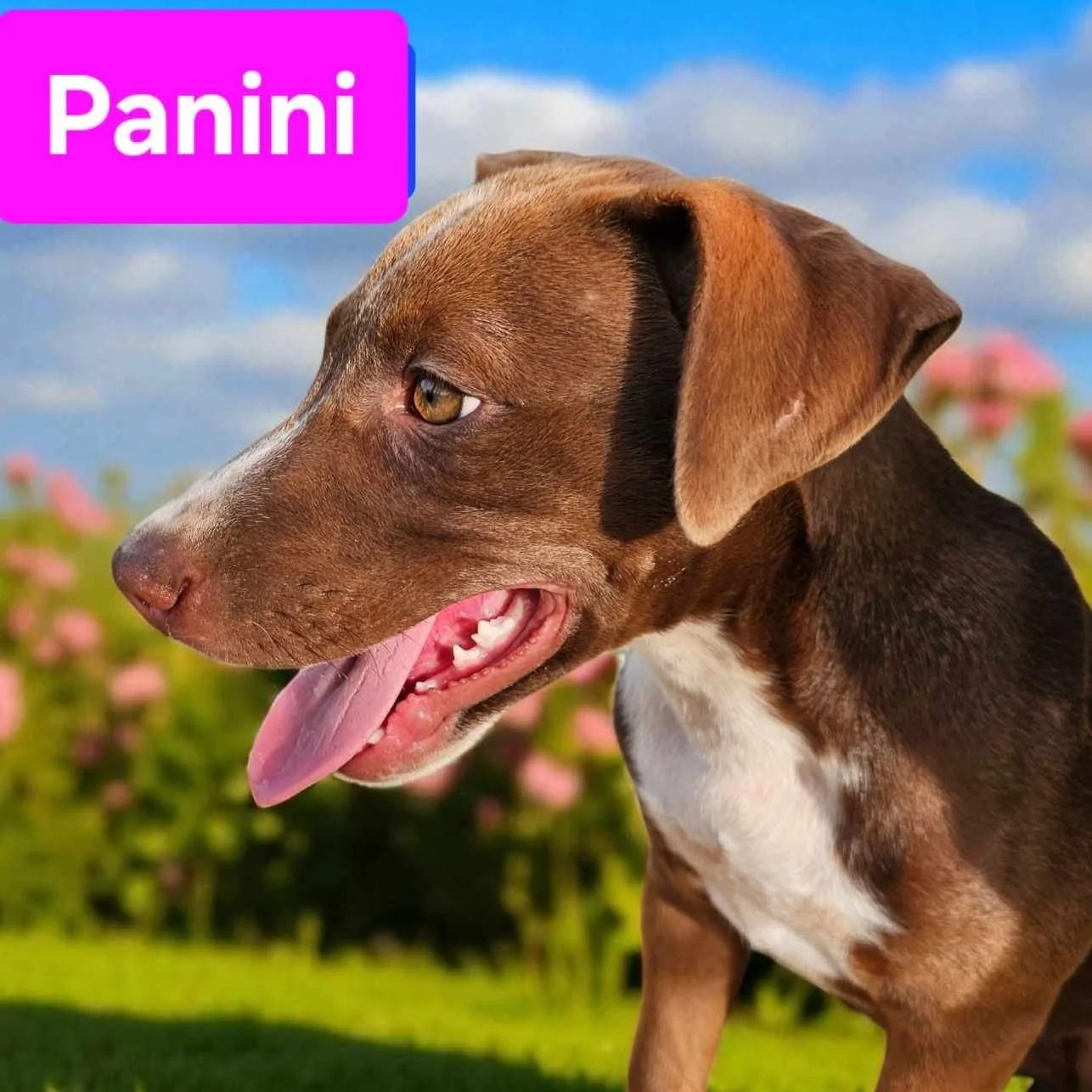 Panini2.jpg