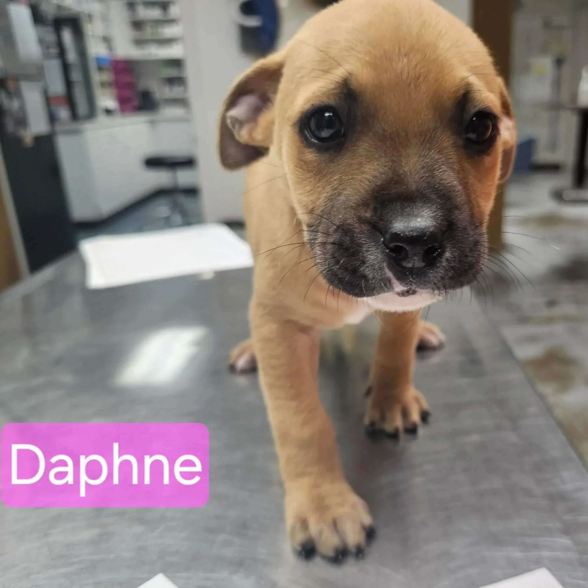 Daphne1.jpg