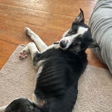 Wally2.jpg