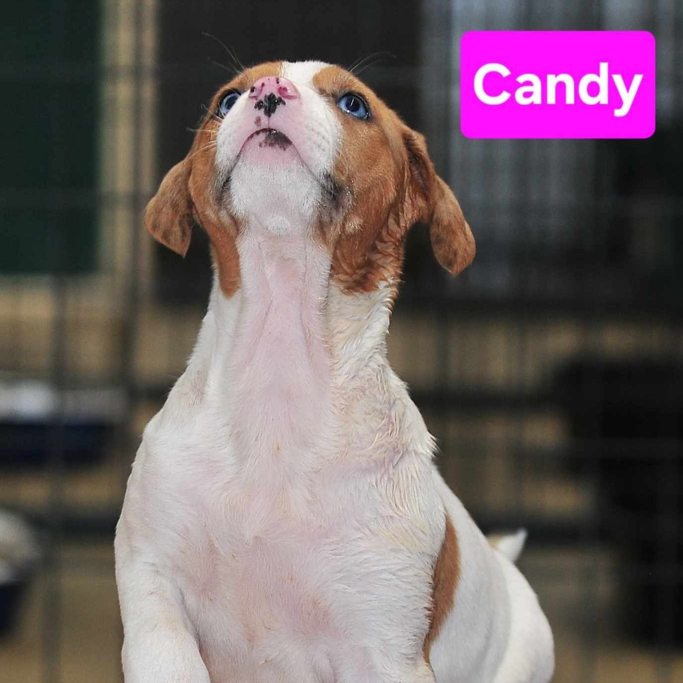 Candy2.jpg