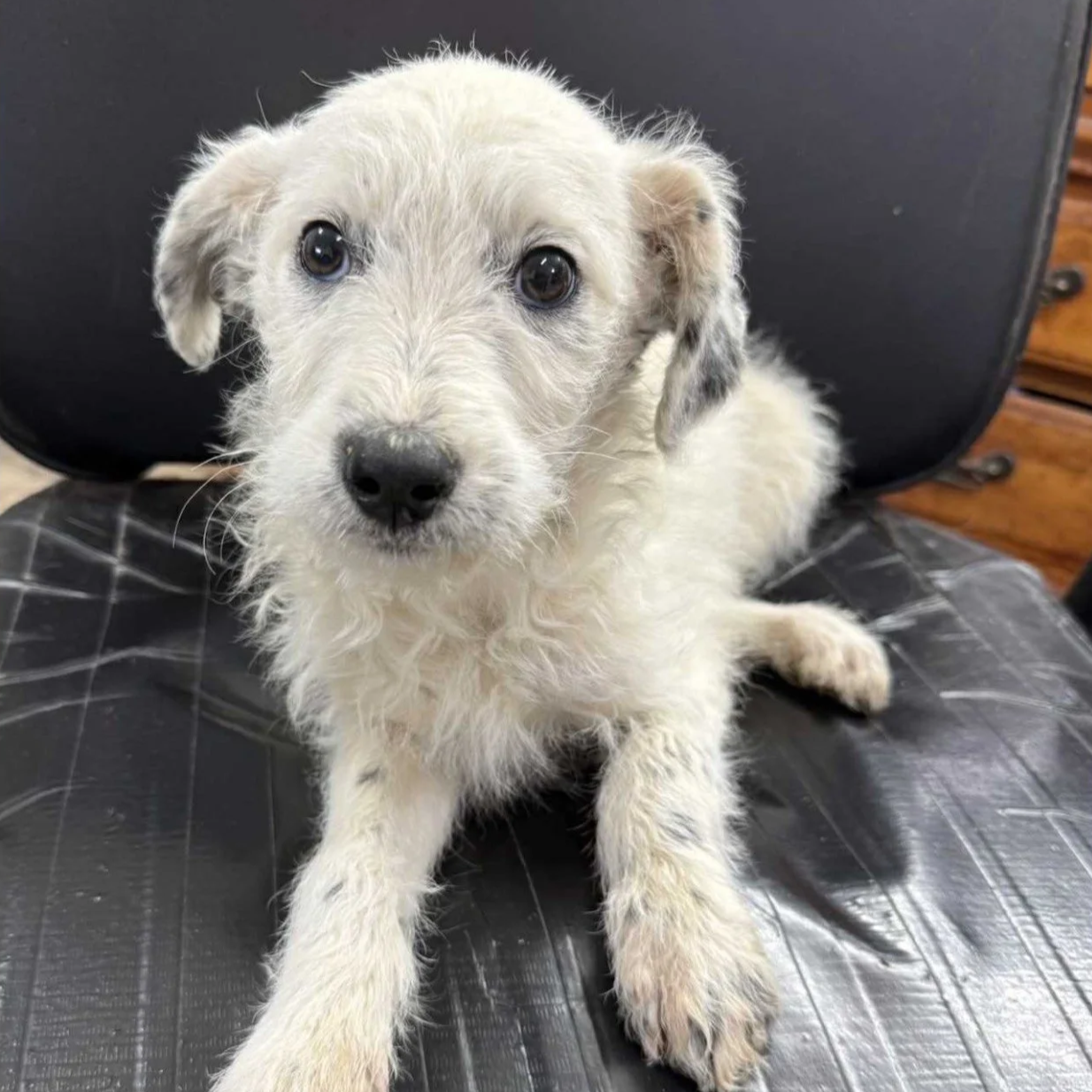 Freckles - The Doodle Mix Sisters