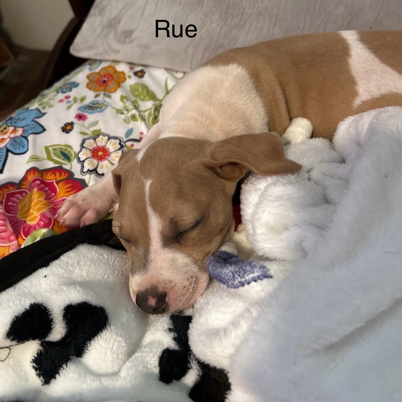 Rue2.png