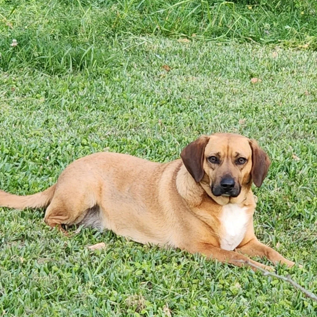 Roscoe2.png