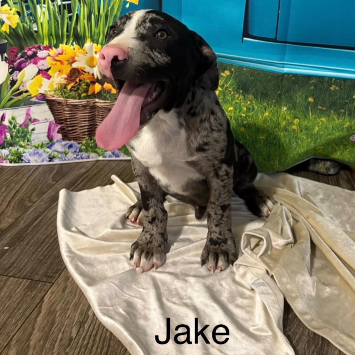jake2.png