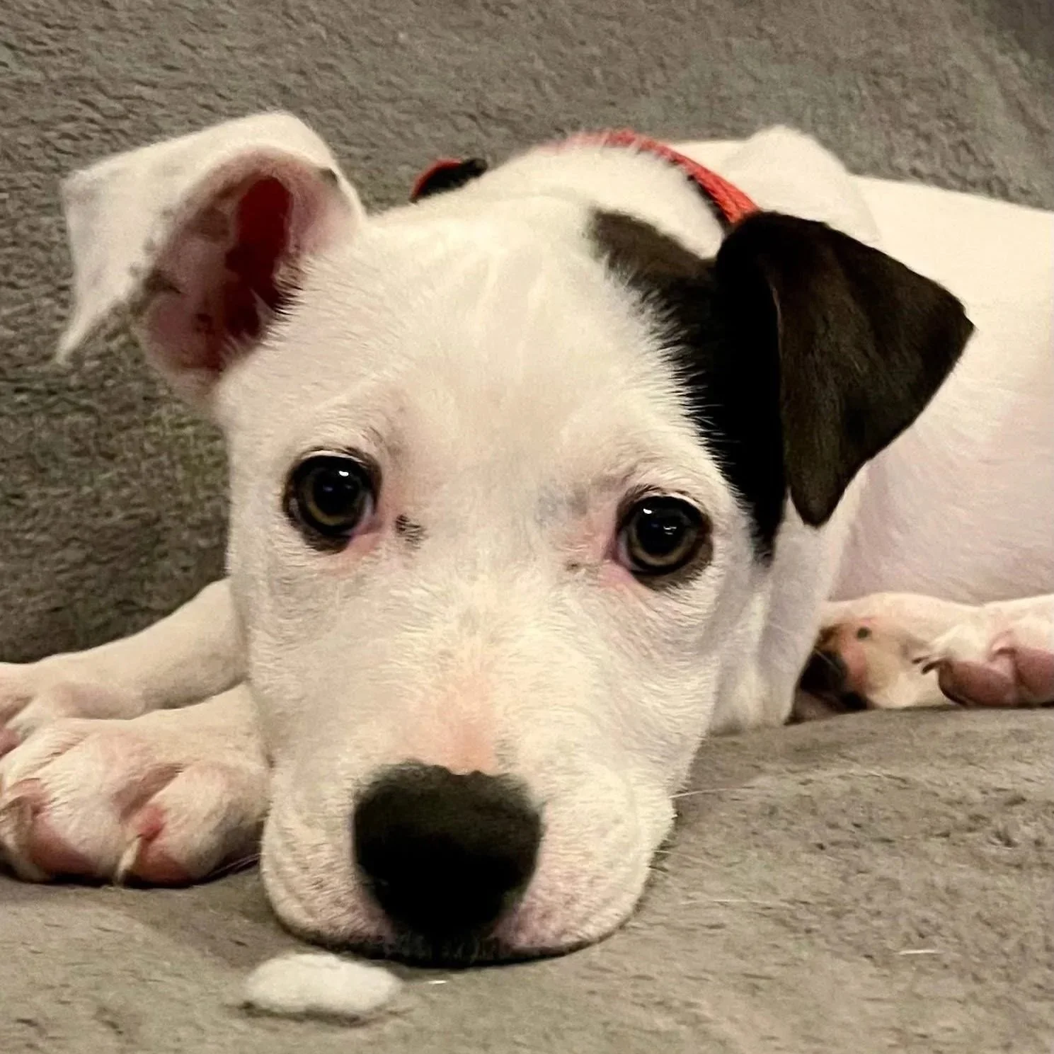 Honeysuckle - Available to Meet in Vermont - Adopted