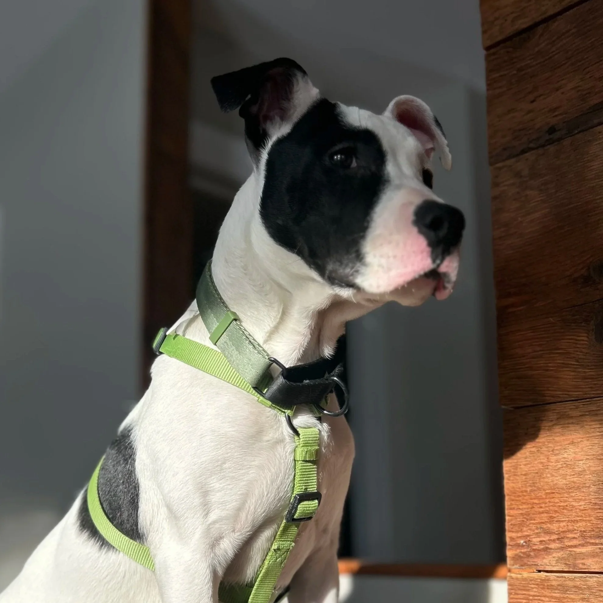 Kemba - Available to Meet in Vermont - Adopted