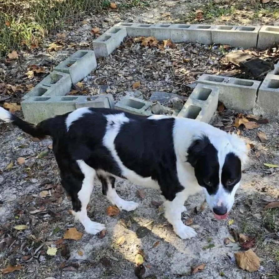Gracie1.jpg