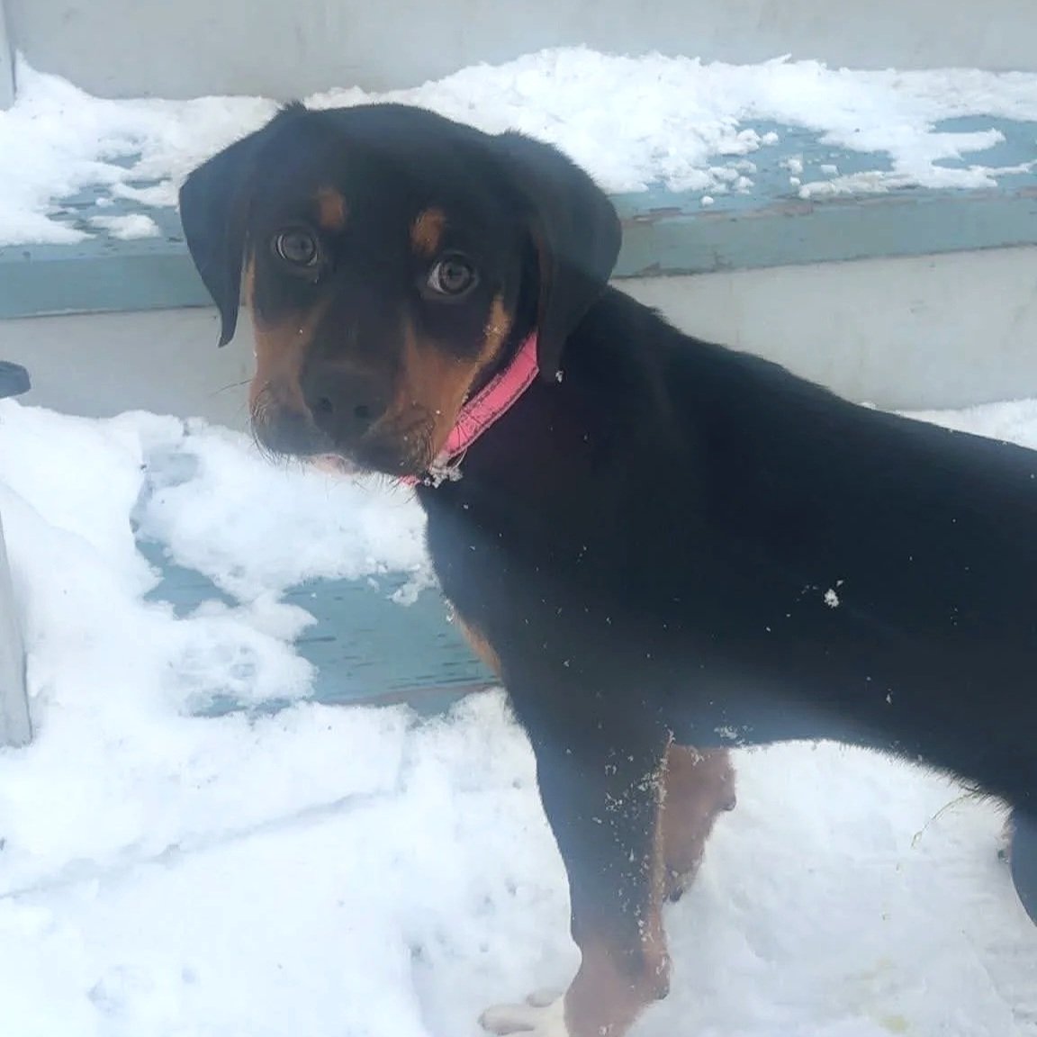 Aurelius - The Gladiators - Available to Meet in Vermont