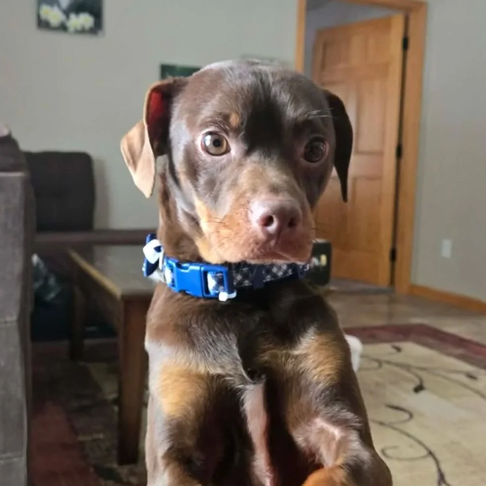 Merle - Available to Meet in Vermont - Adopted