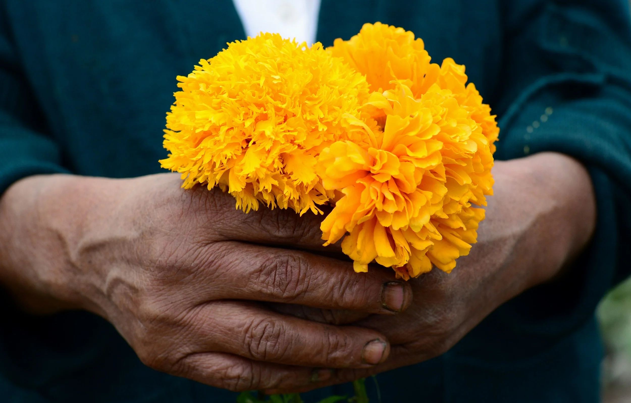 Source: Wikipedia, cempauchil (marigold) the traditioanl flower used to honor the dead