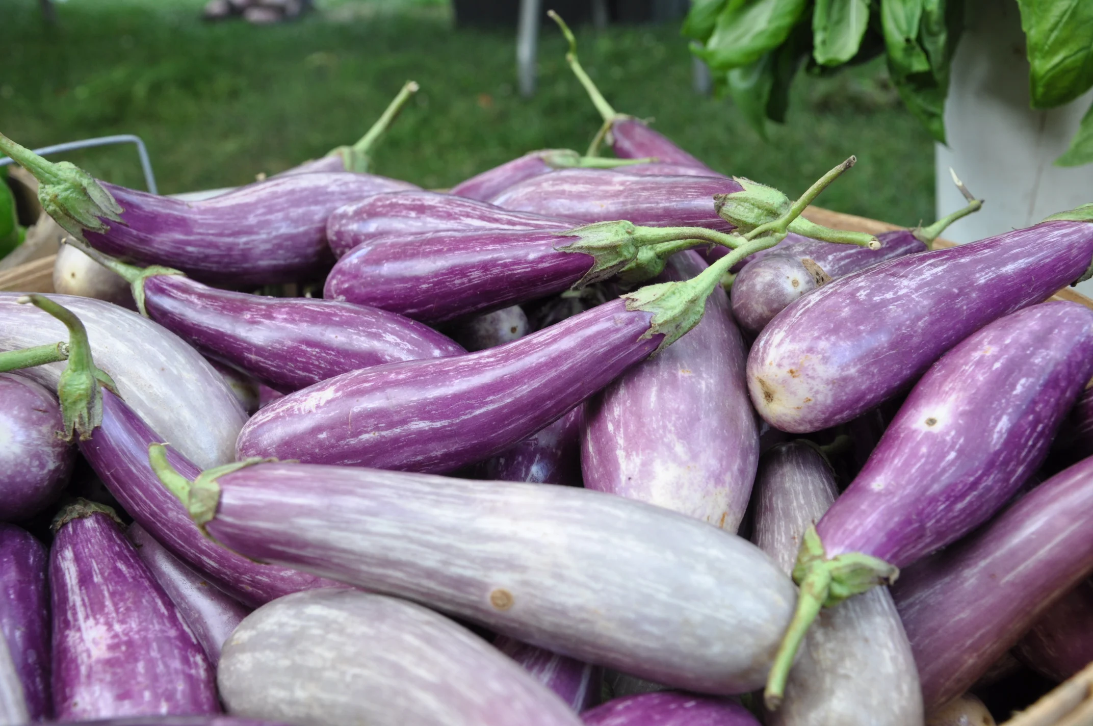 Japanese Eggplant, Deep Meadow Farm