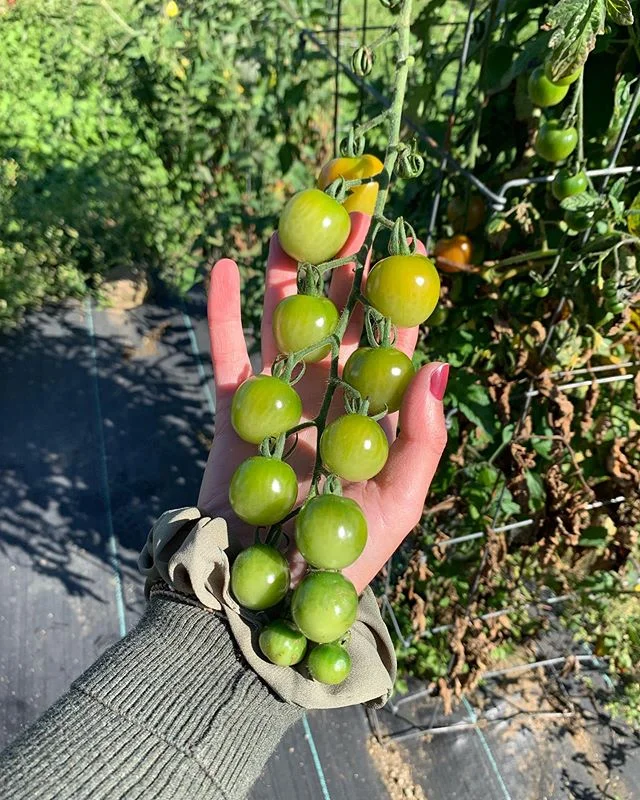 Ludlow Farmers Market Vermont