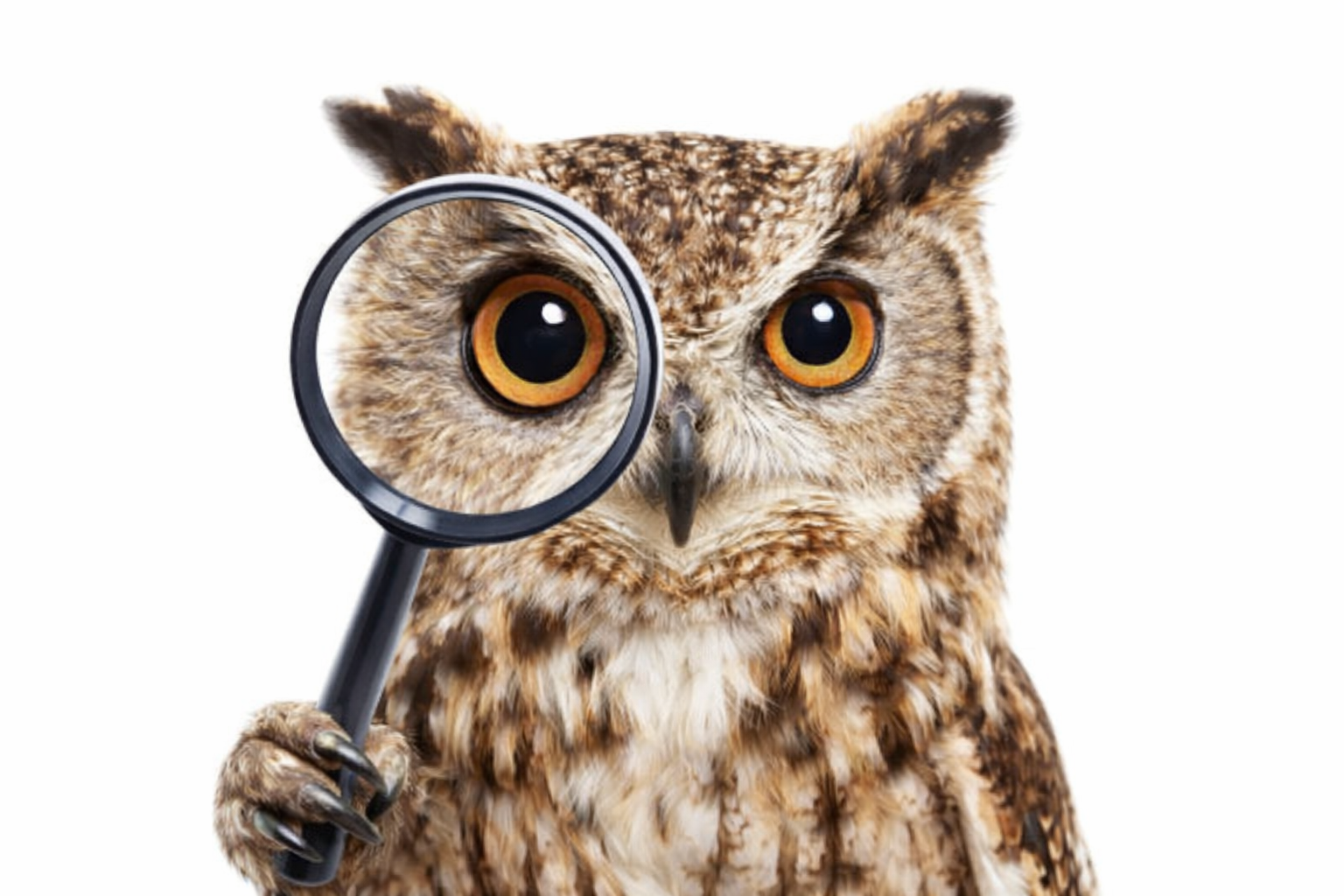 A cartoon owl holding a magnifying glass in front of one eye, with a white background.