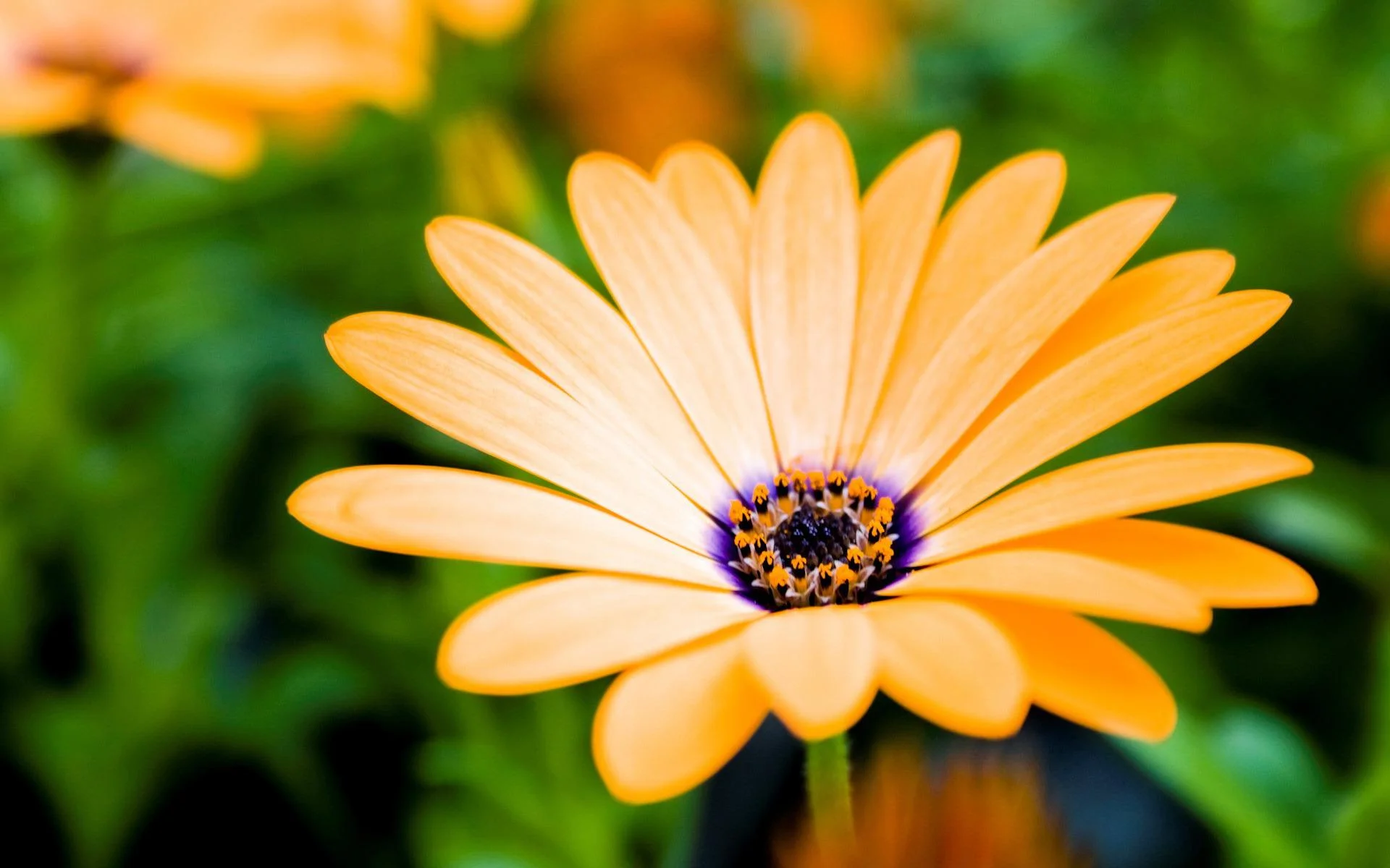 Flower.jpg