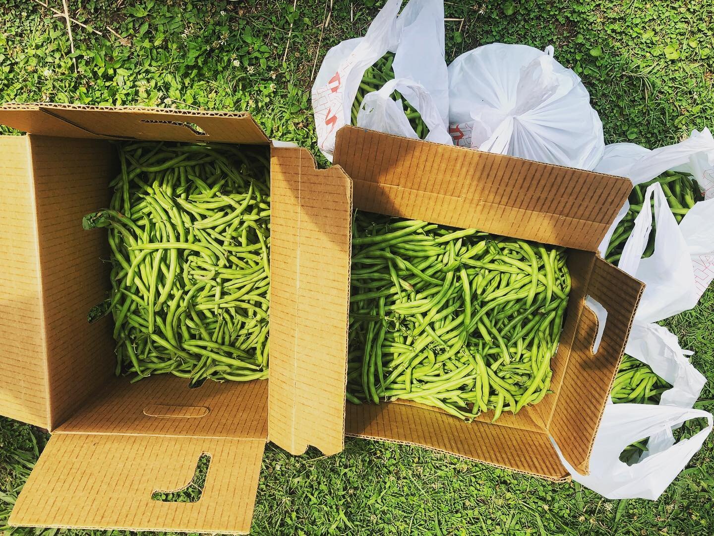 Today&rsquo;s harvest: 5️⃣0️⃣ lbs. of green beans! More on the way later this week. Join us this later this week! #farmchurchdurham #farm #church #durham #foodsecurity #connect #produce #harvest #summergarden