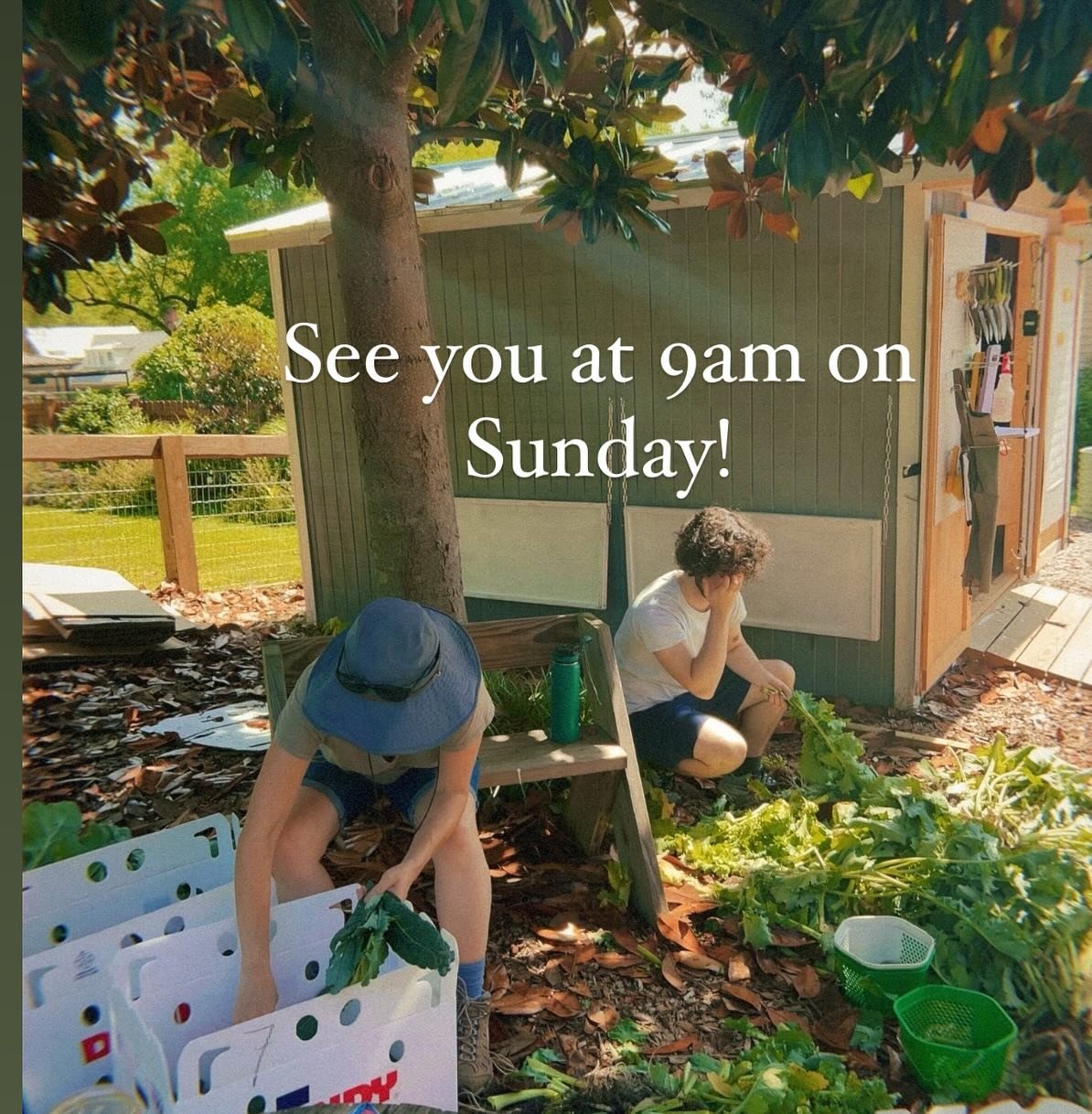 Starting this Sunday we&rsquo;re gathering at 9am in the garden so we don&rsquo;t all wilt in this heat! We&rsquo;ve got sunscreen, umbrellas, and bug spray, just bring yourself and something to stay hydrated! ☀️⛱️