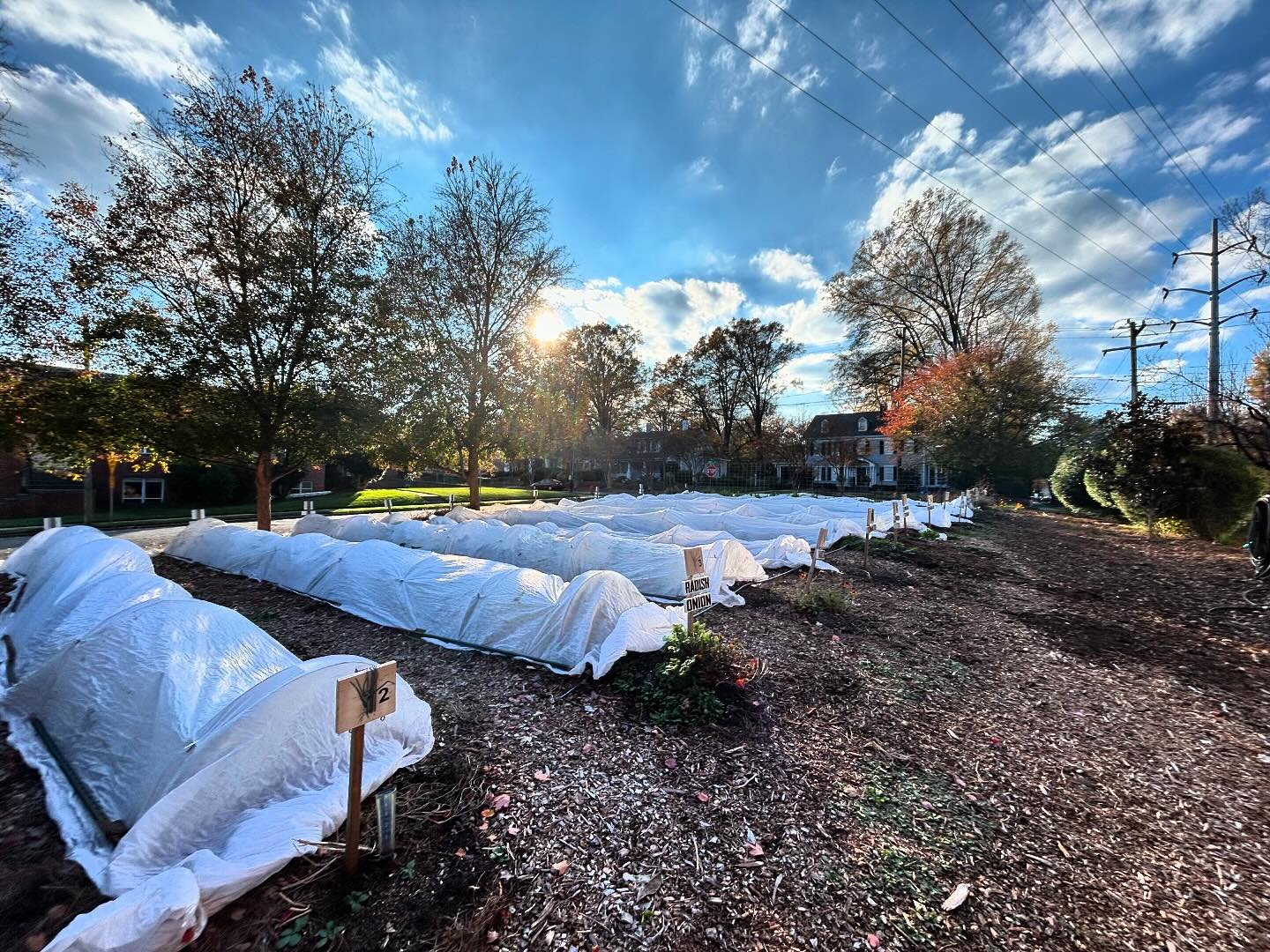 This week it&rsquo;s gonna get COLD (at least by our North Carolina standards), so today all our winter veggies and cover crops got tucked in with fabric covers that @pcm_chapelhill helped us set up last Sunday. 

THANK YOU to all of you who have hel