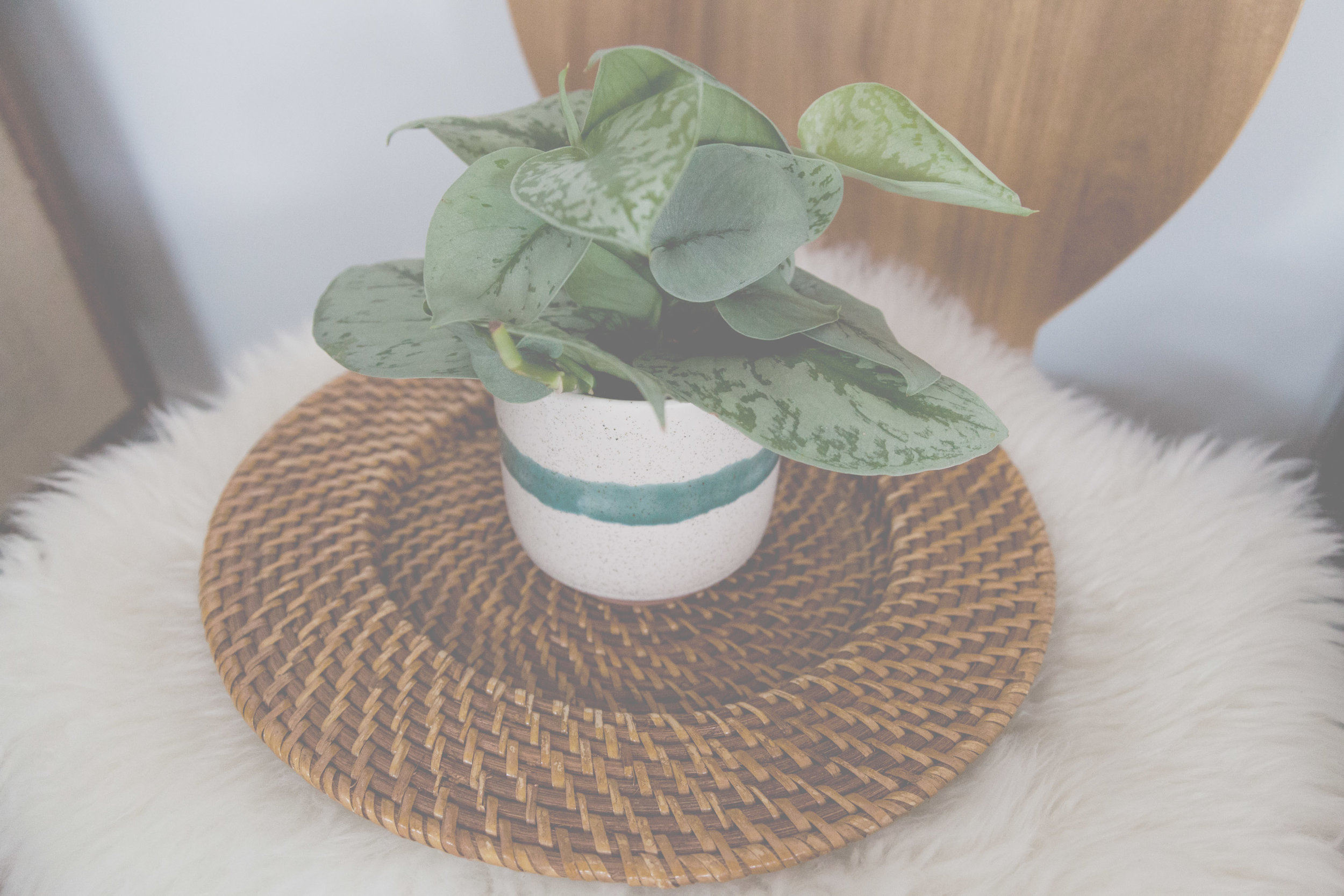 fplant white.jpg