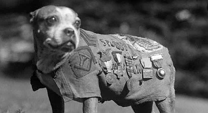 Sgt. Stubby, the War Dog