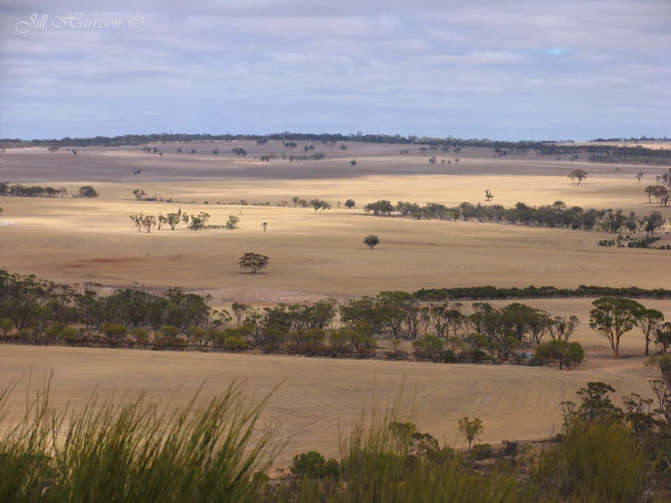 The Wheat Belt