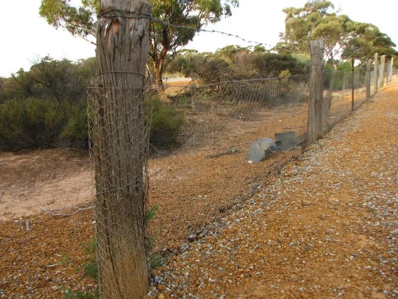 The rabbit-proof fence